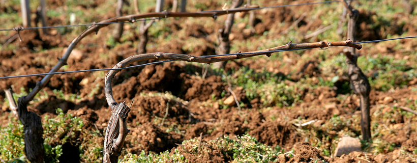 MOCCA Matière Organique Changement Climatique Atténuation BIVB viticulture vigne bourgogne