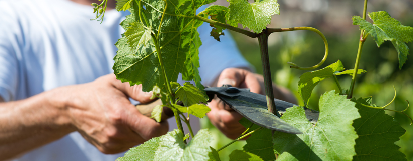 Premier rapport Développement Durable de la filière des vins de Bourgogne