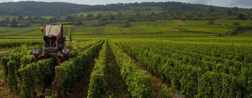 Impacts environnementaux de différents itinéraires de désherbage viticole en Bourgogne
