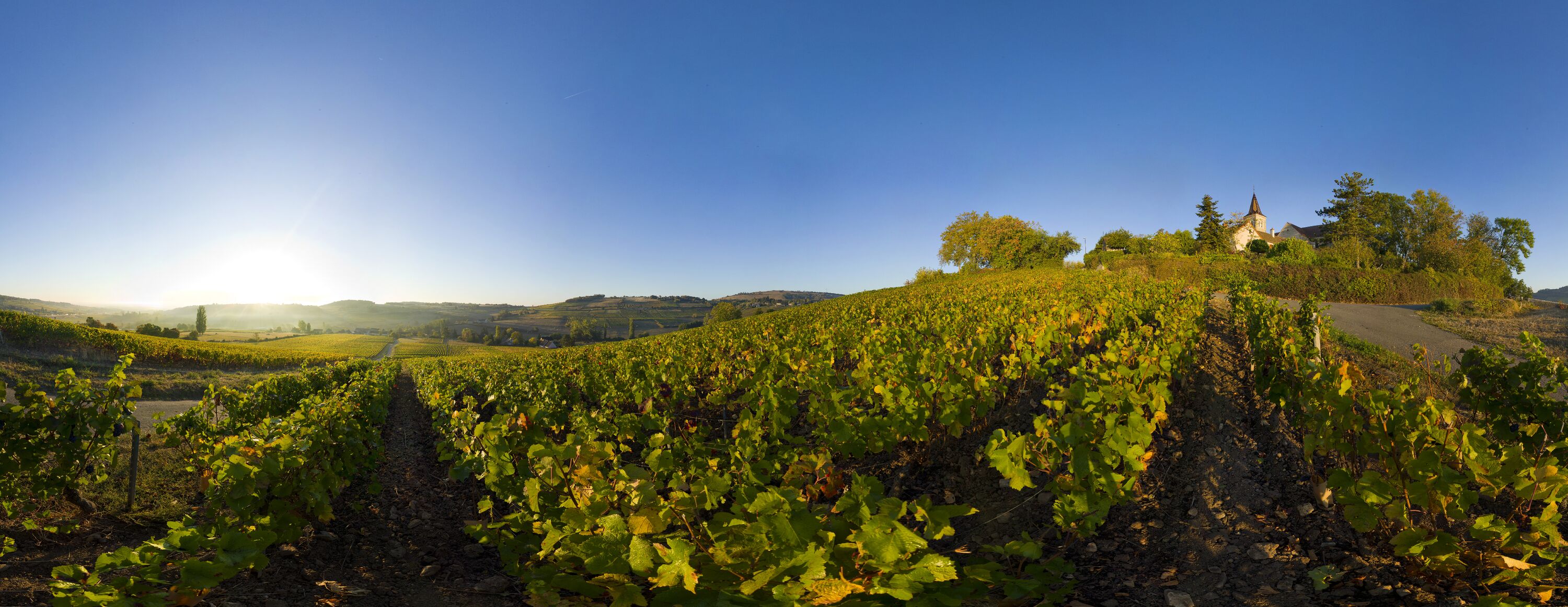 Labels et certifications environnementales en viticulture : un livret est à votre disposition