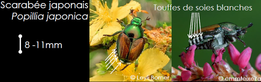 popillia japonica