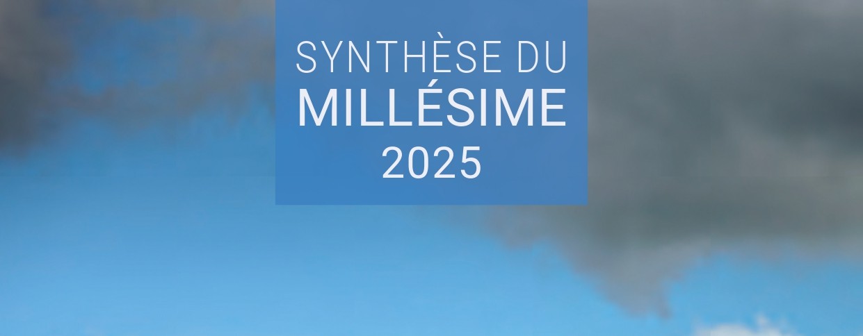 synthese-millesime-2025